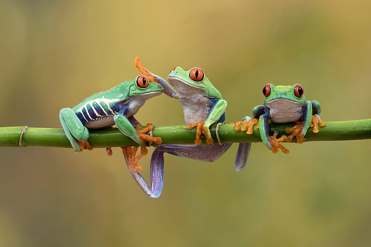 macro photography of three frog on bamboo stick, Friends, Romans, countrymen, lend me your ears, HD wallpaper