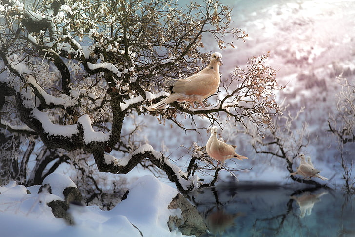 winter, snow, animals, birds, dove, animal themes, vertebrate, HD wallpaper
