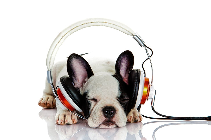 dog, listening to music, headphones, bokeh, French bulldog
