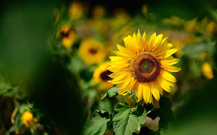 Yellow flower, sunflower, summer sunny, blurring background