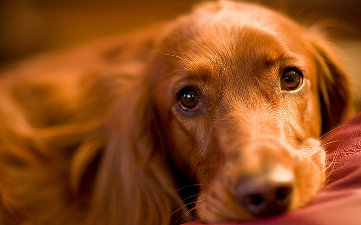 adult golden retriever, dog, muzzle, sadness, pets, animal, cute, HD wallpaper