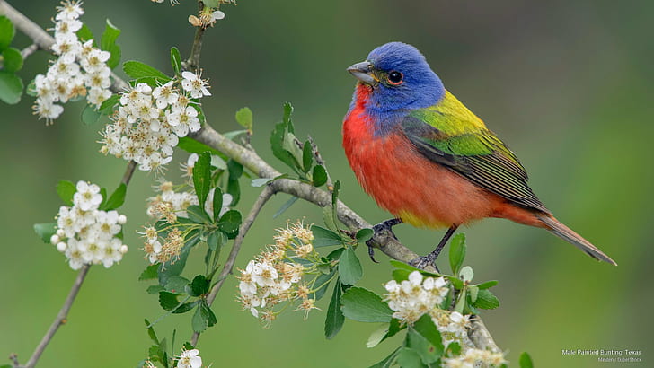 Male Painted Bunting, Texas, Birds, HD wallpaper