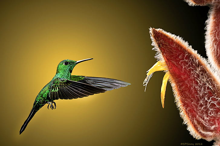 closeup photography of green and black humming bird flying near the red and yellow petaled flower