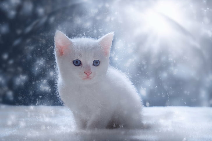 Cats, Baby Animal, Kitten, Pet, Snow, mammal, animal themes, HD wallpaper