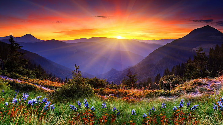 nature, sunset, sky, sunlight, mountains, flowers, beauty in nature, HD wallpaper