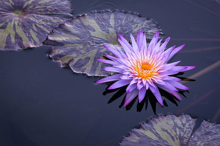 HD wallpaper: purple and yellow waterlily flower, leaves, water Lily,  flowering plant | Wallpaper Flare
