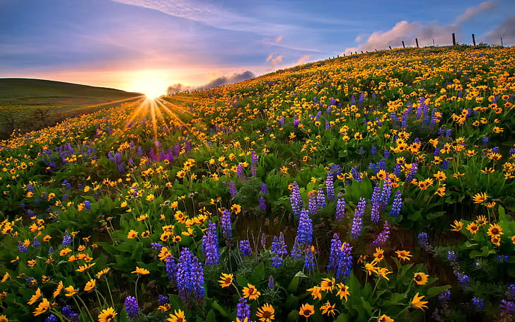 Blue Flowers Of The Lupini And Yellow Flowers On Sunflowers Mountains Peaks Sunset Landscape Sunset Sun Rays Nature Landscape 2560×1600, HD wallpaper