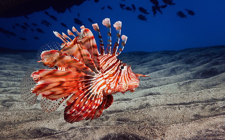 red and white sea creature, animals, nature, lionfish, animals in the wild