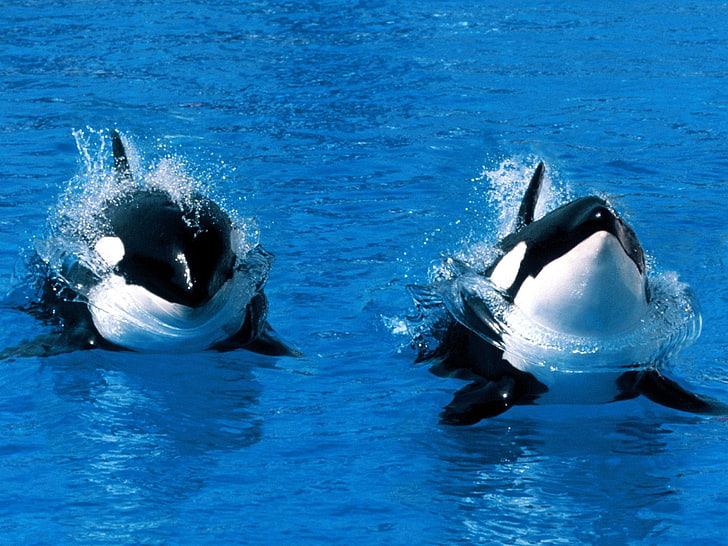two white-and-black orca fishes, water, whale, animals, animals in the wild, HD wallpaper
