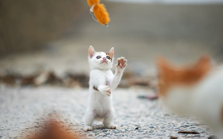 White kitten stand to play game, HD wallpaper