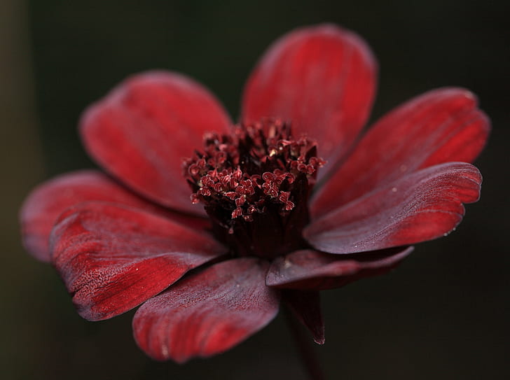 red petaled flower macro photography, Chocolate Cosmos, Cosmos atrosanguineus, HD wallpaper