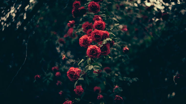 red flowers, red rose flower arrangement on selective focus photoghraphy, HD wallpaper