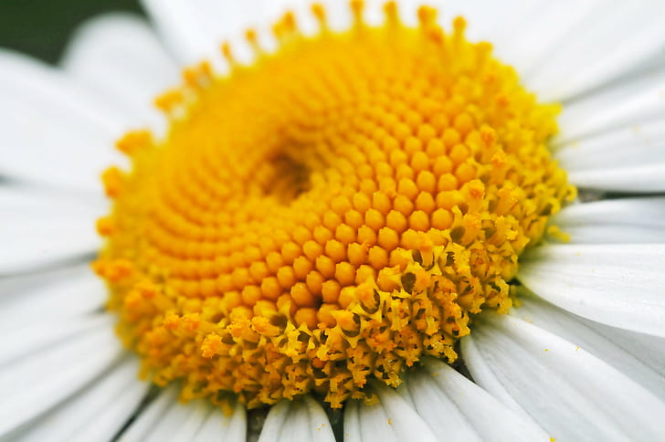 macro photography of sunflower, daisy, daisy, center, yellow, HD wallpaper