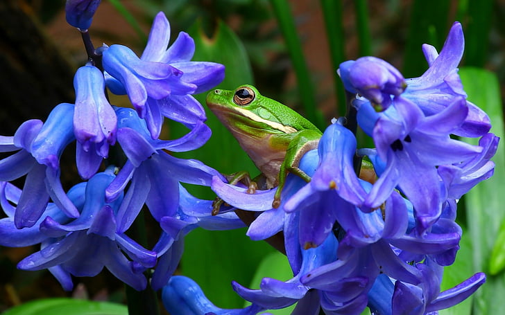 Frogs, Tree Frog, Close-Up, Flower, Hyacinth, Nature, Purple Flower, HD wallpaper