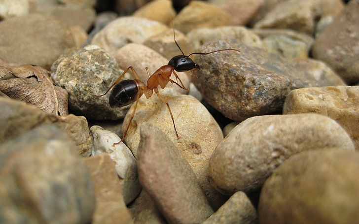 brown and black ant, ants, macro, insect, rock, stones, animals