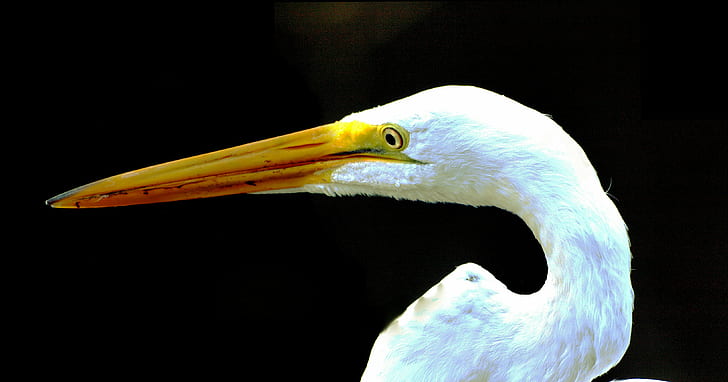 Great Egret focus photography, great egret, Ardea alba, Shark Valley