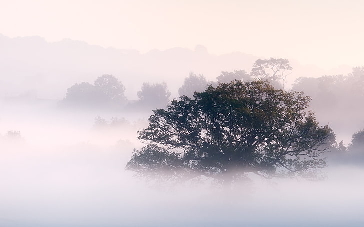 landscape, nature, mist, trees, morning, fog, plant, beauty in nature, HD wallpaper