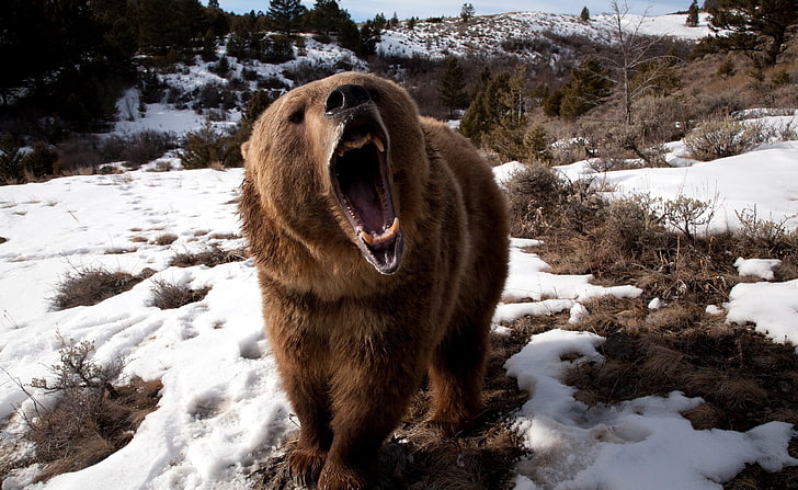 Brown Bear Roaring, brown grizzly bear, Animals, Wild, Winter