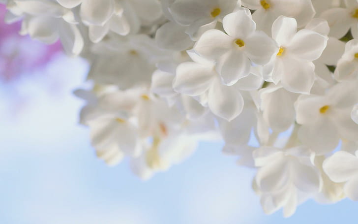 White Purity, white flowers, nature, beautiful, 3d and abstract