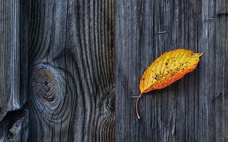 Nature, Wooden Surface, Wood, Texture, Pattern, Fall, Leaves, HD wallpaper
