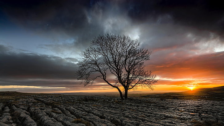 drought, sunset, field, lone tree, loneliness, lonely tree, HD wallpaper