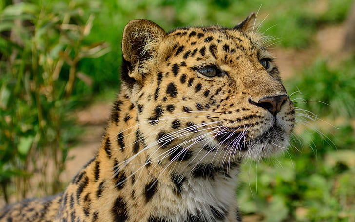 Amur leopard close-up, wild cat, predator, HD wallpaper