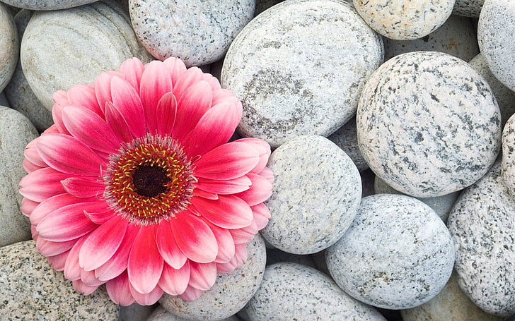 pink Gerbera daisy, Flowers, rock, solid, rock - object, nature