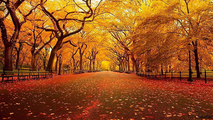 trees, park, leaves, autumn, walkway, HD wallpaper