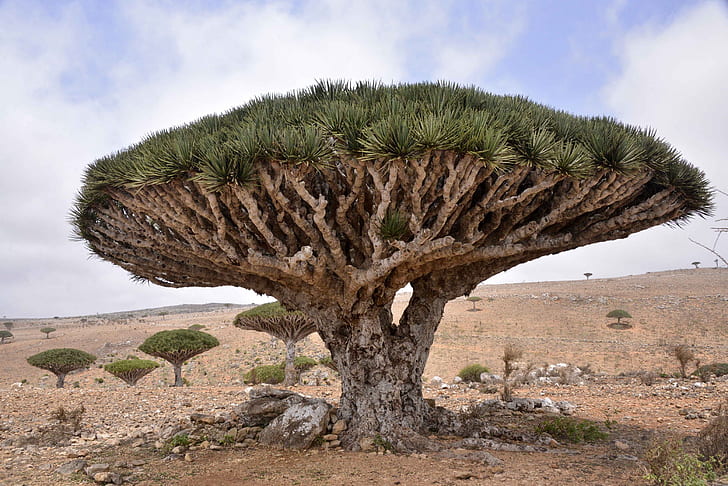 Dracaena cinnabari, Dragon Tree, Socotra Island, HD wallpaper