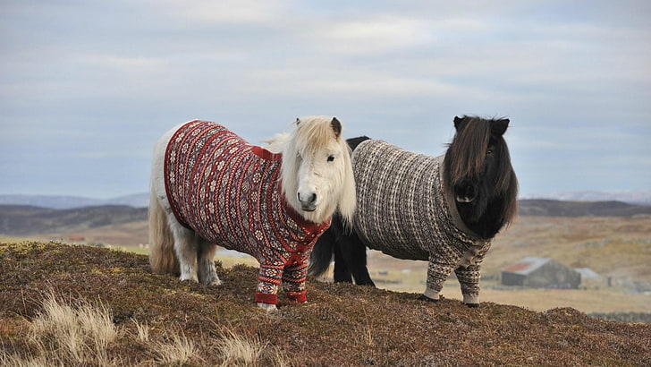 shetland pony, horse, sky, grassland, pasture, prairie, animal, HD wallpaper