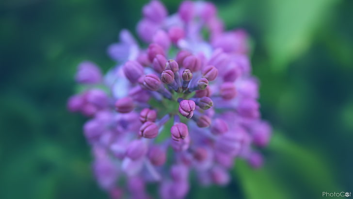 shallow focus photography of purple flowers, lilac, nature, plants, HD wallpaper