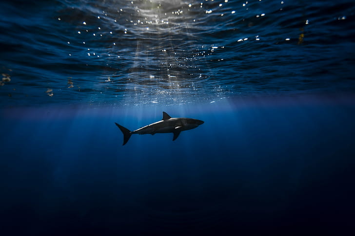 Amazing Shark, great white shark, sea, nature, hd, amazing animals, HD wallpaper