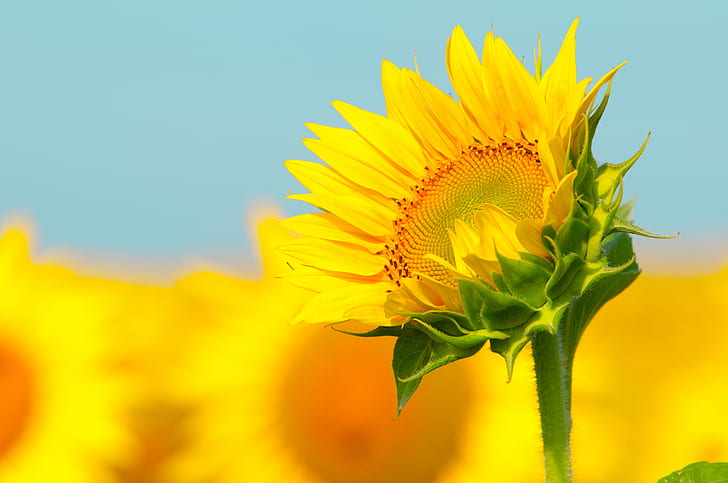 sunflowers, yellow, HD wallpaper