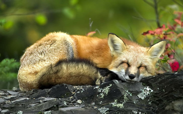 fox, sleeping, HD wallpaper