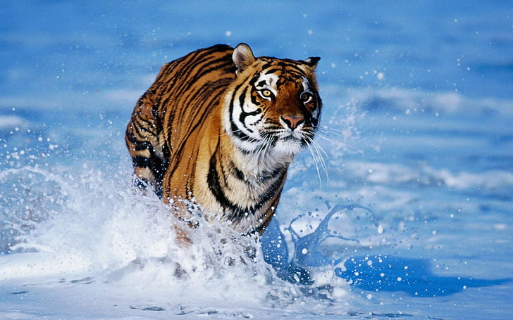 tiger, water, running, big cats, animals, HD wallpaper
