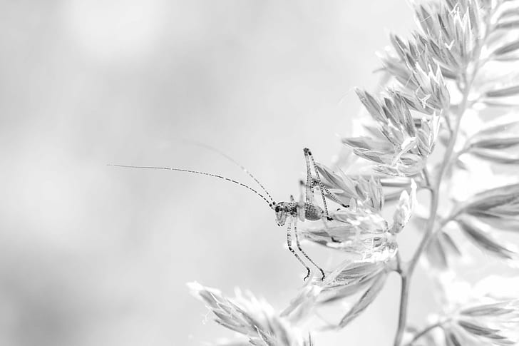 grayscale photography of cricket nymph on plant leaf, Chercher