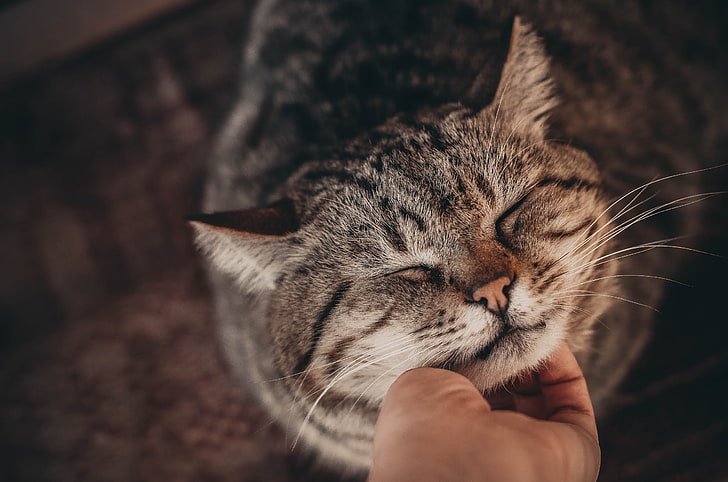 white and black tabby cat, hands, closed eyes, animals, domestic