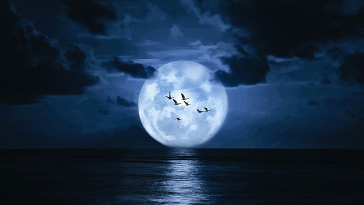 full moon, supermoon, moonlight, sky, night sky, sea, bird