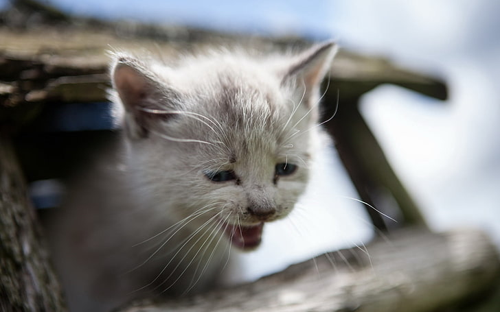white kitten, crying, sadness, HD wallpaper