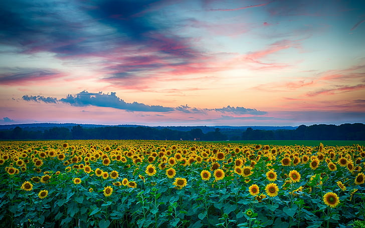 Sunflowers, field, summer, yellow sunflowers field, Night, Sunset