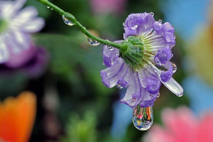 purple petaled flower with water drop, big, macro, refraction