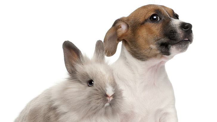 My Loved Pets..., rabbit, bunny, puppy, friend, animals, HD wallpaper