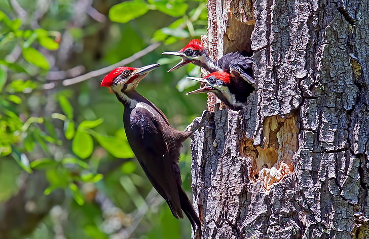 birds, nature, Male Pileated Woodpecker