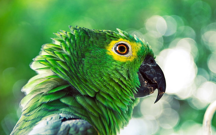 green parrot, animals, birds, one animal, animal wildlife, vertebrate, HD wallpaper