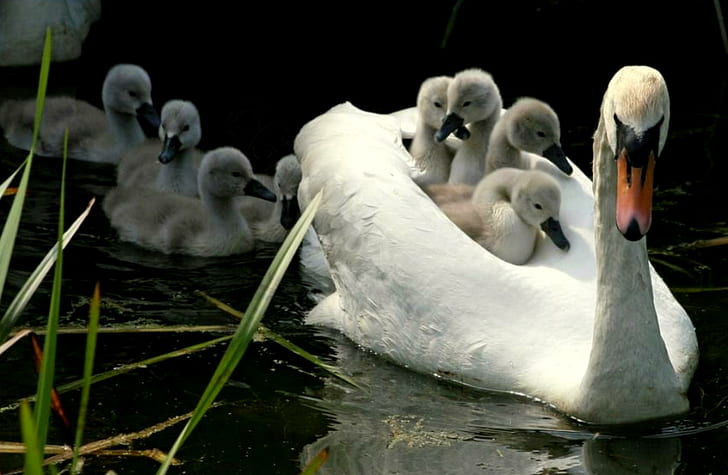 Majesty Afloat, water, reeds, cignets, mother swan, baby swans, HD wallpaper