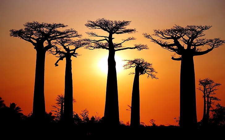 Many baobabs, sunset, Morondava, Madagascar, HD wallpaper