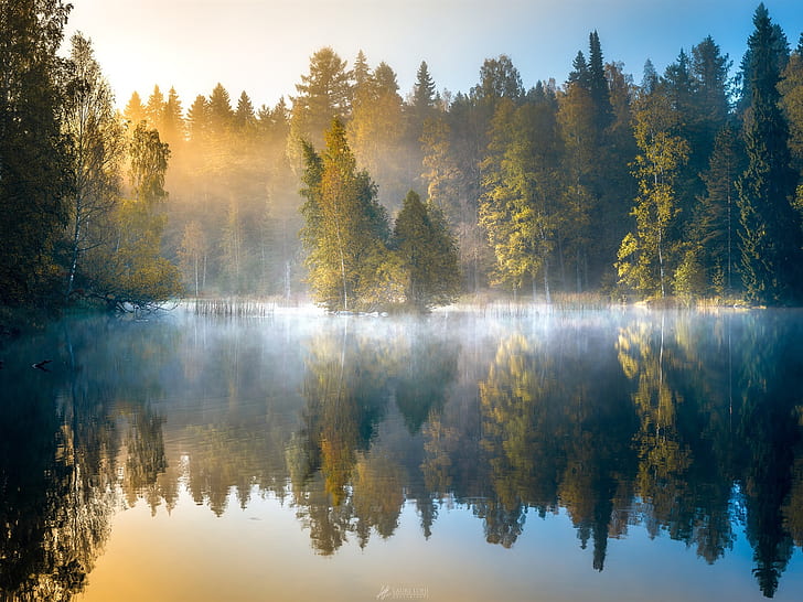 Morning forest, fog, lake, trees, autumn, Finland, HD wallpaper