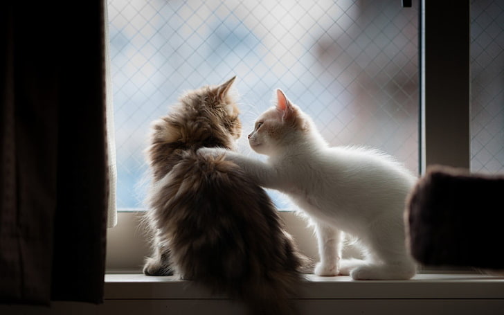 two white and brown fur cats sitting in front of mirror, animals