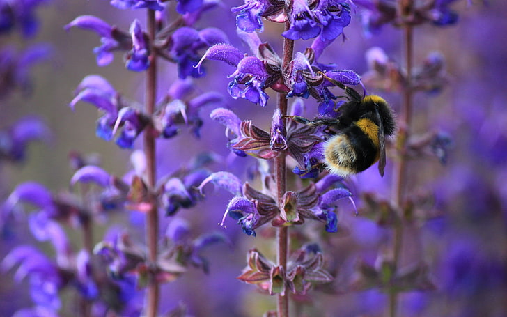 yellow and black honeybee and purple clustered flowers, bumble bee, HD wallpaper