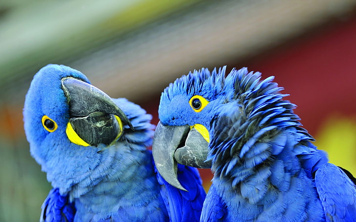HD wallpaper: two hyacinth macaws, parrot, beak, a pair of, bird, animal,  blue | Wallpaper Flare